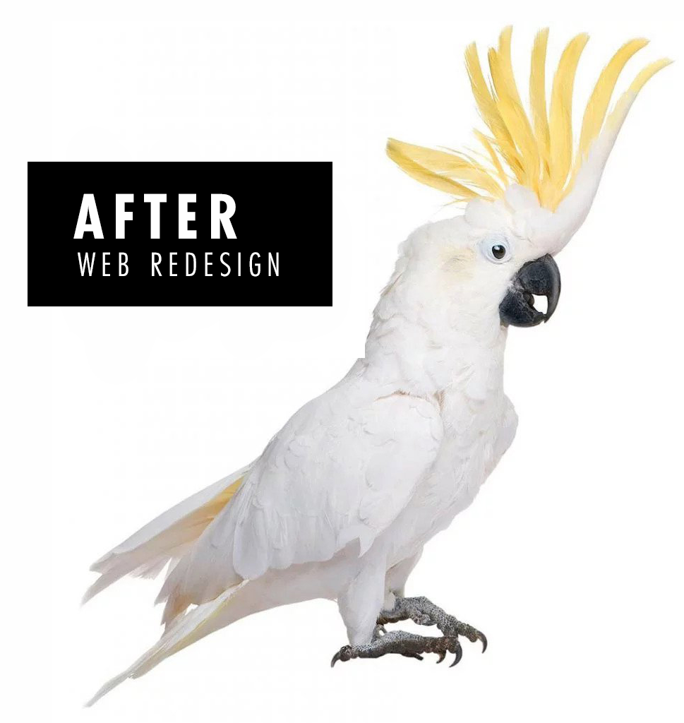 A Bird With Nice Feather Representing After Website Redesign Services