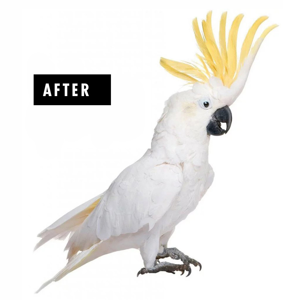 Bird With Nice Feathers Showing After Stage