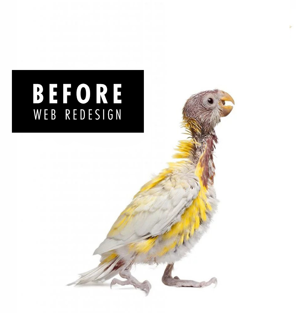 A Bird With No Feather Representing Before Website Redesign Services