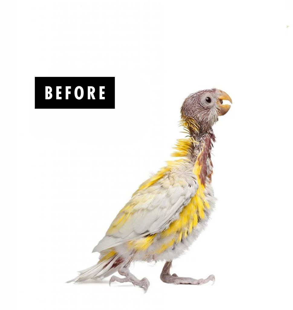 Bird Without Feathers Showing Before Stage