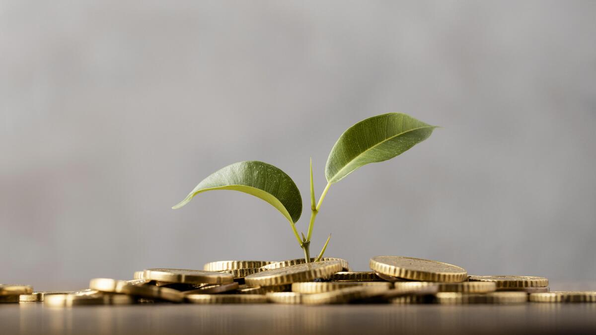 seedling plant growing from a pile of golden coins representing growth from investing in your business that needs a website